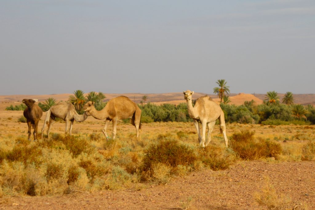 desert-morocco Desert-Morocco