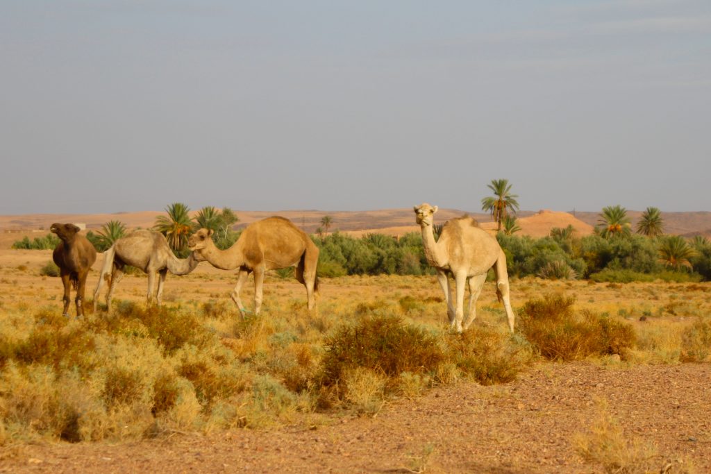 Desert-Morocco