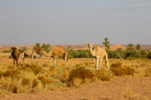 Desert-Morocco