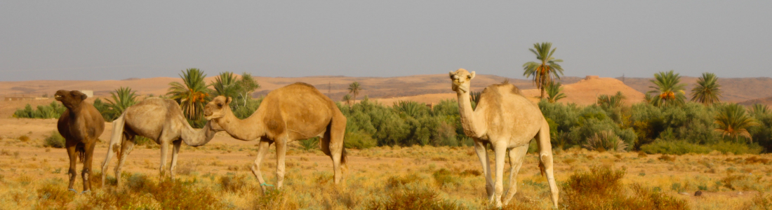 Desert morocco John Gregory Smith
